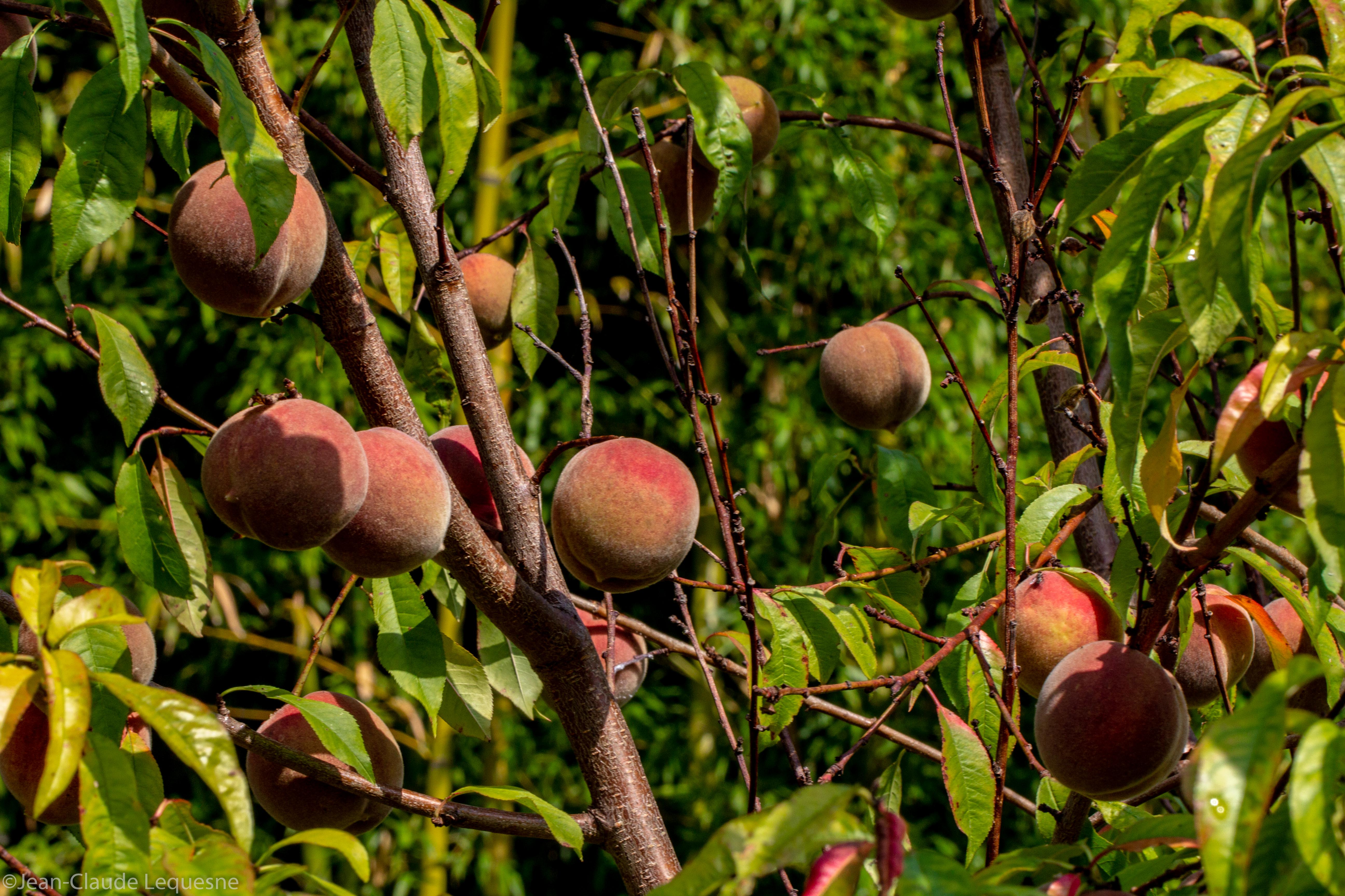 Pêche de vigne Micheline